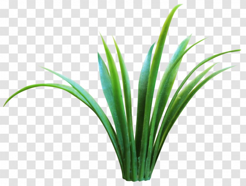 Plant Sweet Grass Grasses Flora - Herbaceous Transparent PNG