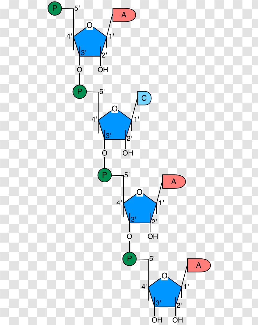 Line Point Angle - Diagram Transparent PNG