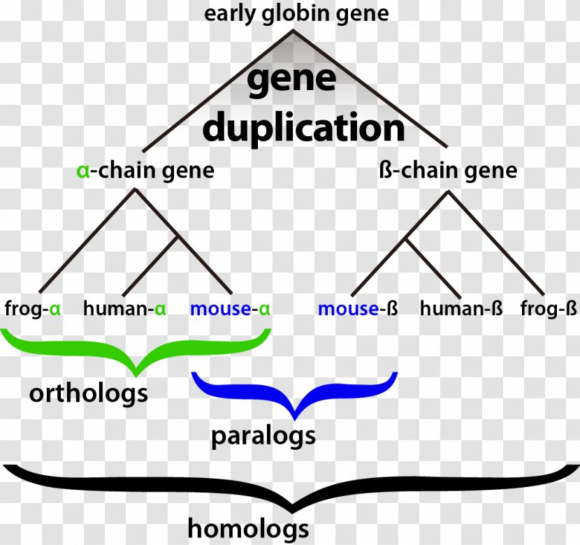 Homology Bioinformatics Gene Duplication Evolution Transparent PNG