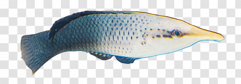 Deep Sea Fish - Beak - Deep-sea Transparent PNG
