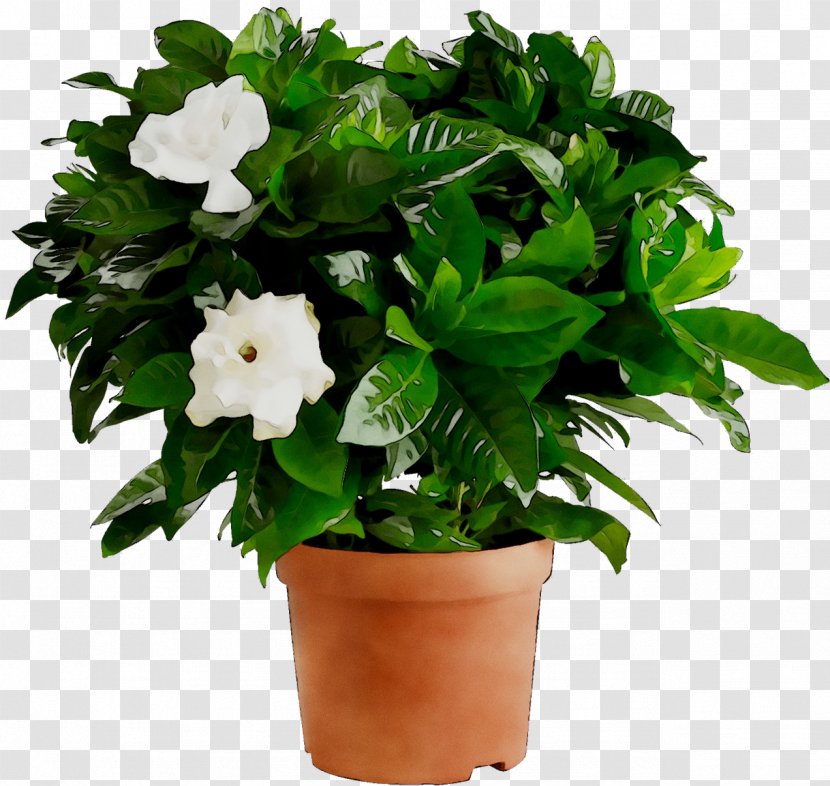 Cape Jasmine Houseplant Gardenia Thunbergia Plants - Flowerpot - Chlorophytum Comosum Transparent PNG