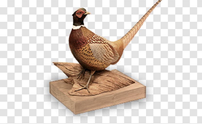 Bird Bill Rice Artwork Galliformes Chicken - Feather - Macaw Transparent PNG