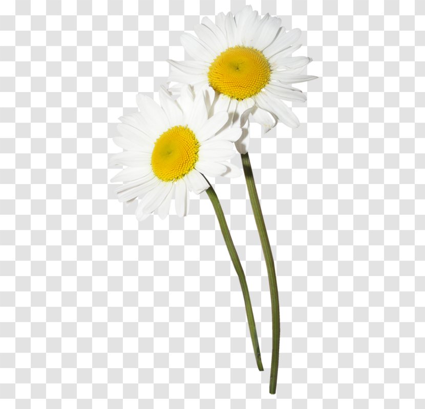 Flower Chamomile Clip Art - Papatya Transparent PNG