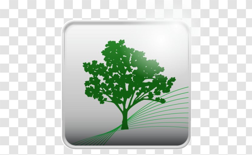Tree Herb Leaf - Grass Transparent PNG