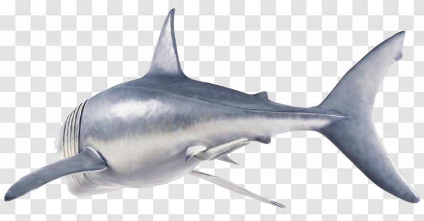 Tiger Shark Great White Fin Soup Hungry Evolution - Tooth - Torso Transparent PNG
