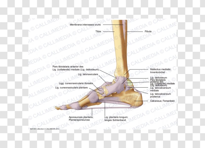 Finger Foot Deltoid Ligament Anatomy - Cartoon - Bander Transparent PNG