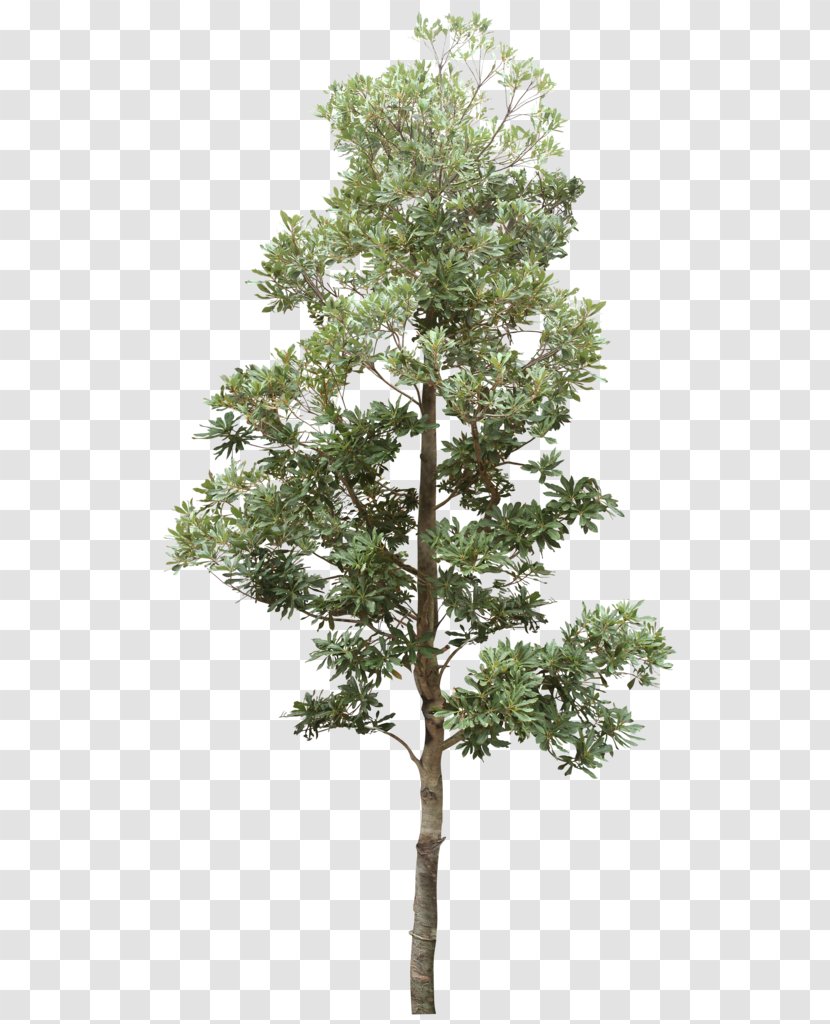 Treelet Shrub Dendrology Garden - Tree Transparent PNG