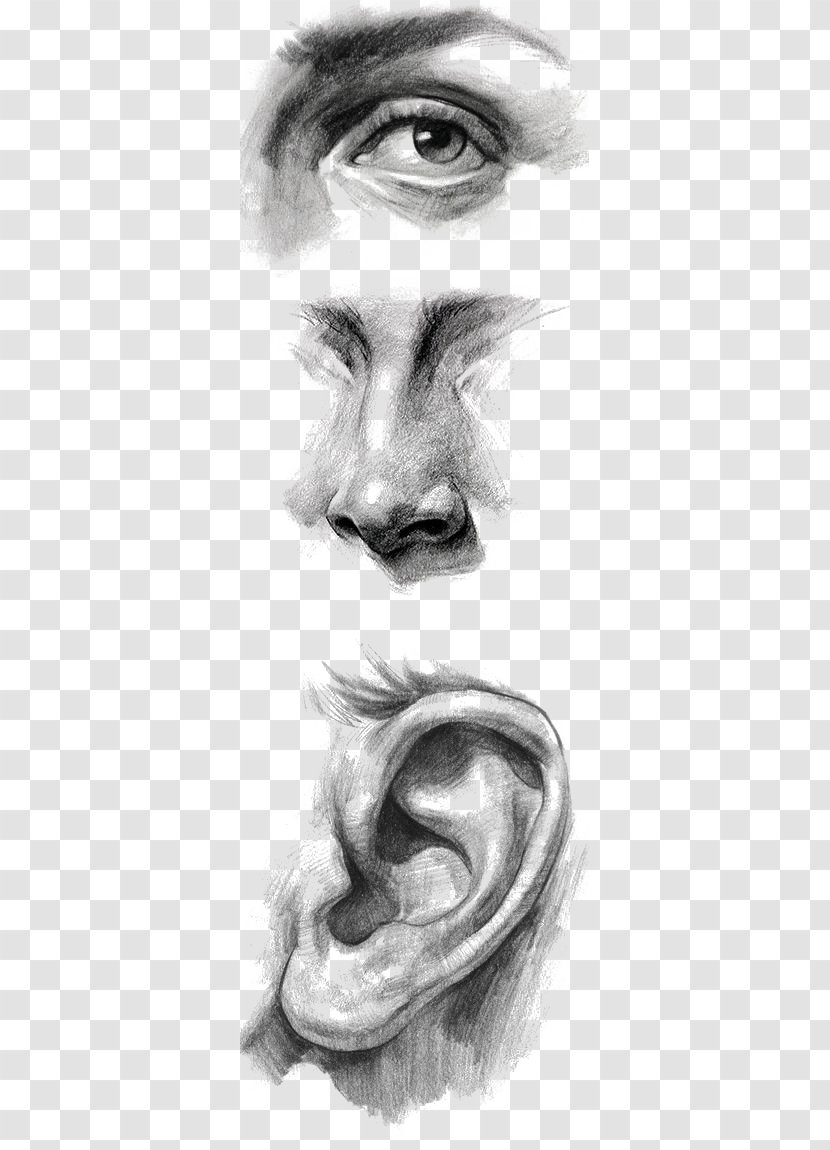 Drawing Ear Portrait Painting Art - Tree - Eye Transparent PNG