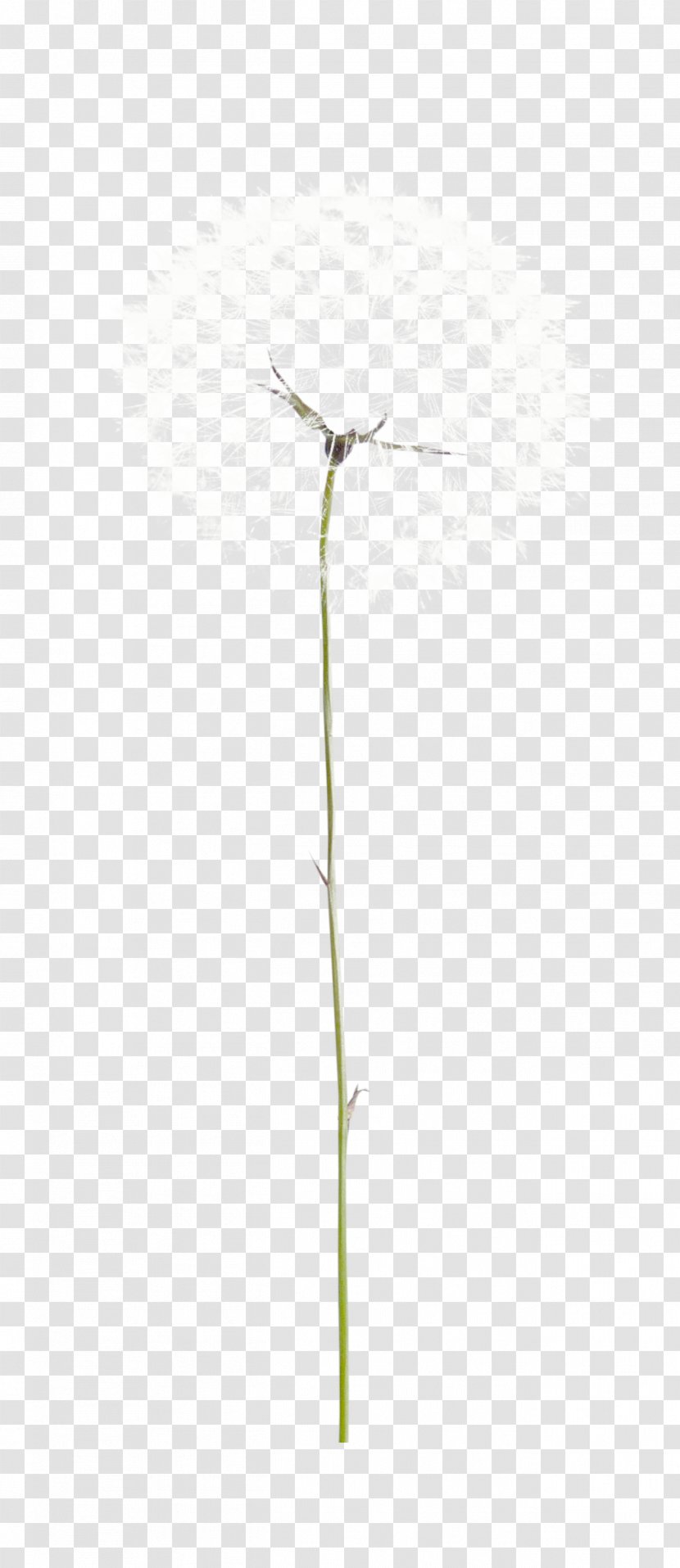 Taraxacum Platycarpum Common Dandelion Euclidean Vector - Grass - Beautiful White Transparent PNG