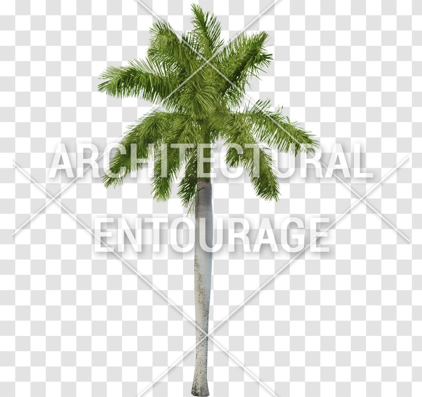 Fir Common Fig Leaf Climbing - Palm Tree - Small Transparent PNG