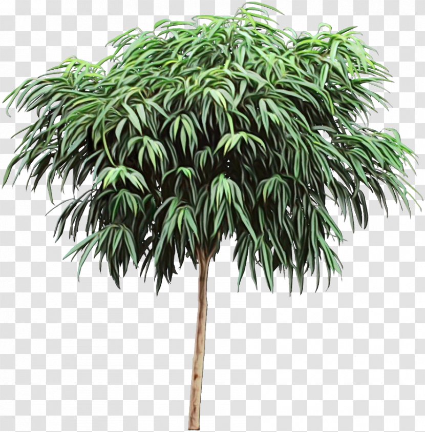 Cartoon Palm Tree - Trees - Terrestrial Plant Flower Transparent PNG