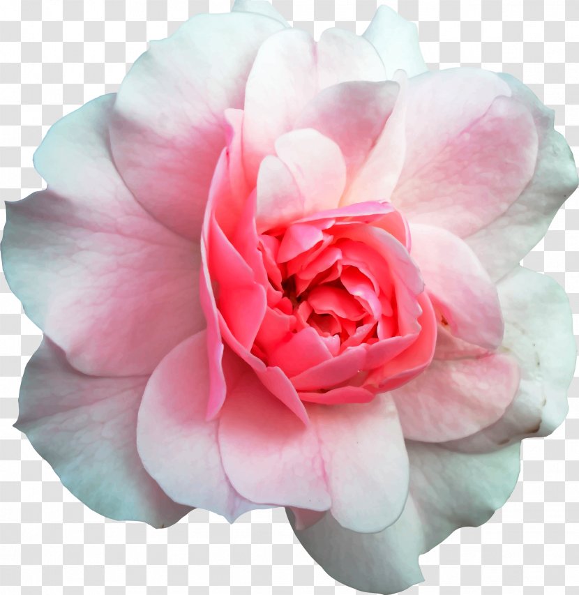 Garden Roses Wood Flooring Flower - Japanese Camellia - Rose Transparent PNG