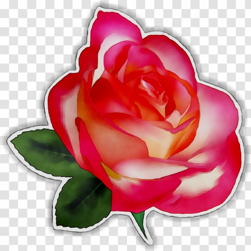 Clip Art Rose Desktop Wallpaper Image - Flowering Plant - Floribunda Transparent PNG