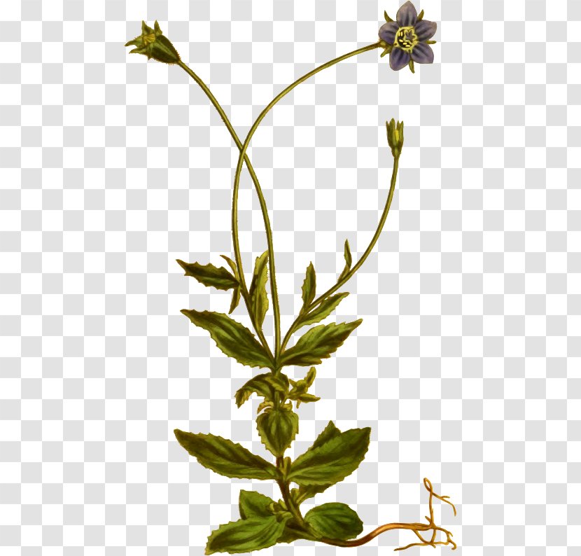 Flower Herbalism Plant Stem Leaf Transparent PNG