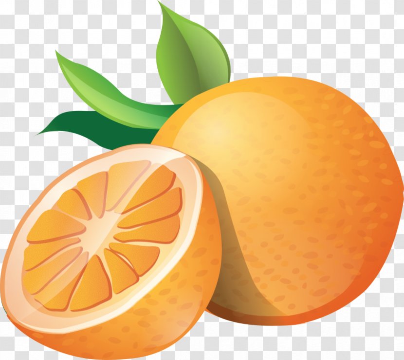 Clip Art Orange Openclipart Download - Citrus Sinensis Transparent PNG