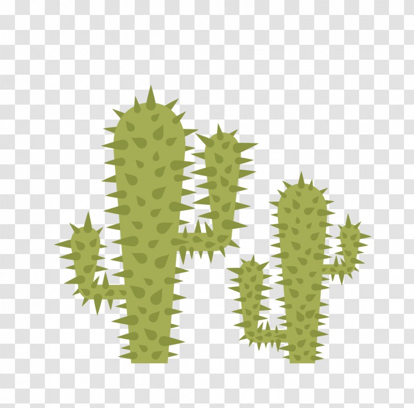Cactaceae Thorns, Spines, And Prickles Euclidean Vector - Plant - Cactus Transparent PNG