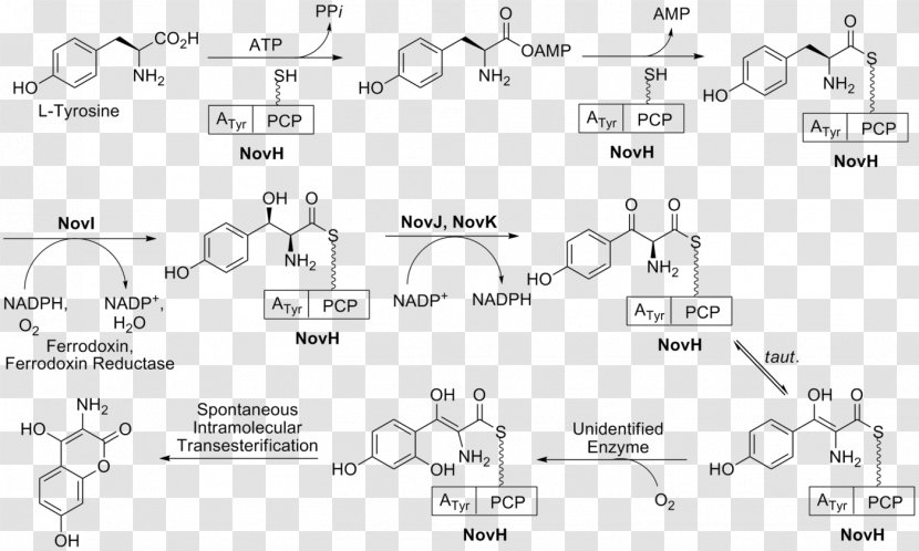 Shikimate Pathway Shikimic Acid Tyrosine Prephenic Phenylpropanoid Transparent PNG