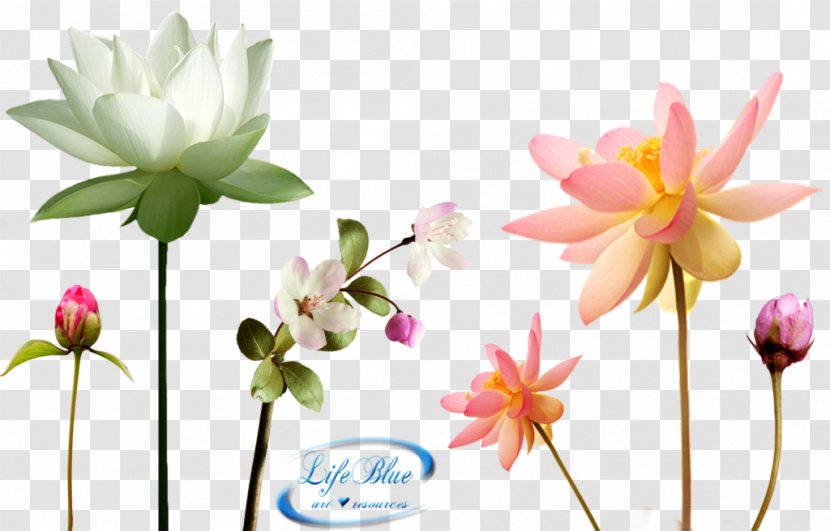 Download DeviantArt Clip Art - Blossom - Fragrant Transparent PNG