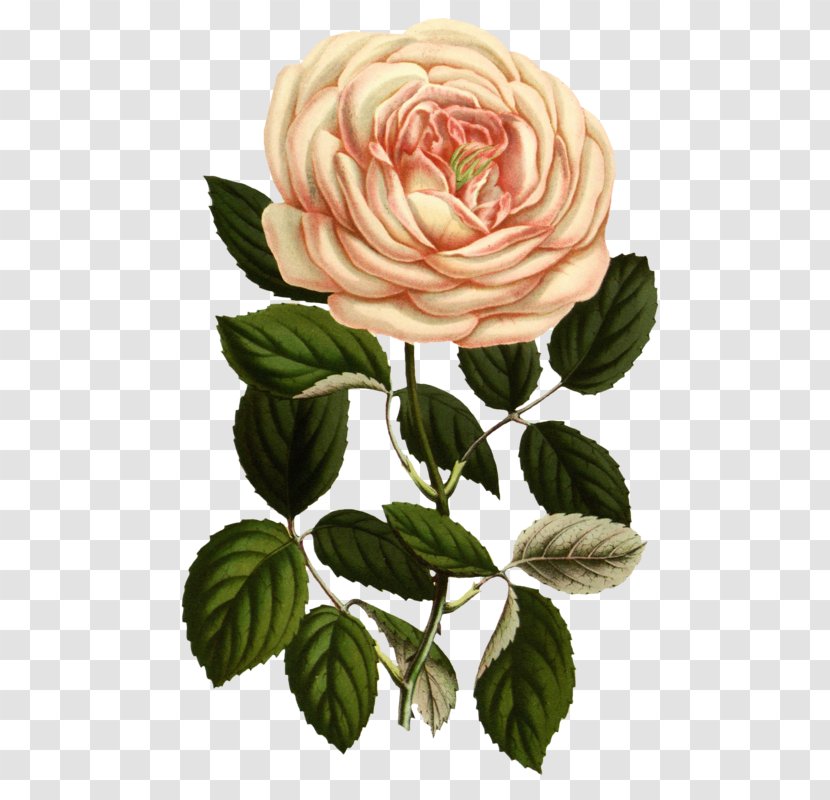 Rose Botanical Illustration Printing Botany Printmaking - Family Transparent PNG