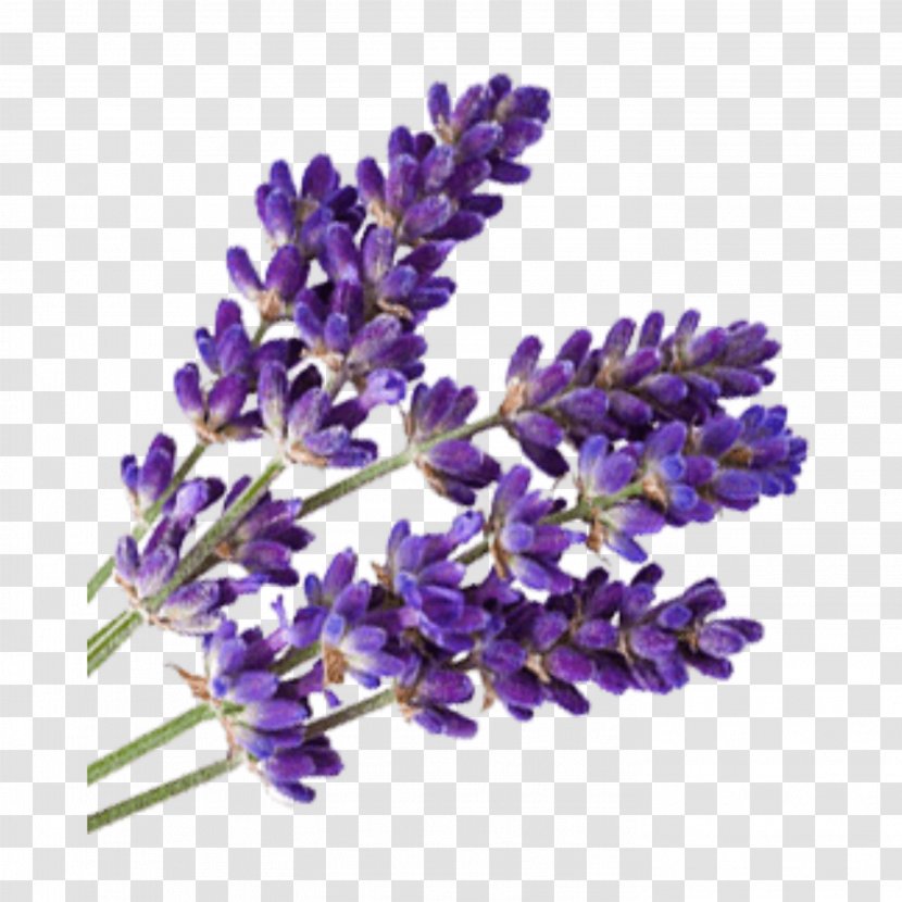 Lavender Oil Essential Aromatherapy - Relaxation - Garden Transparent PNG