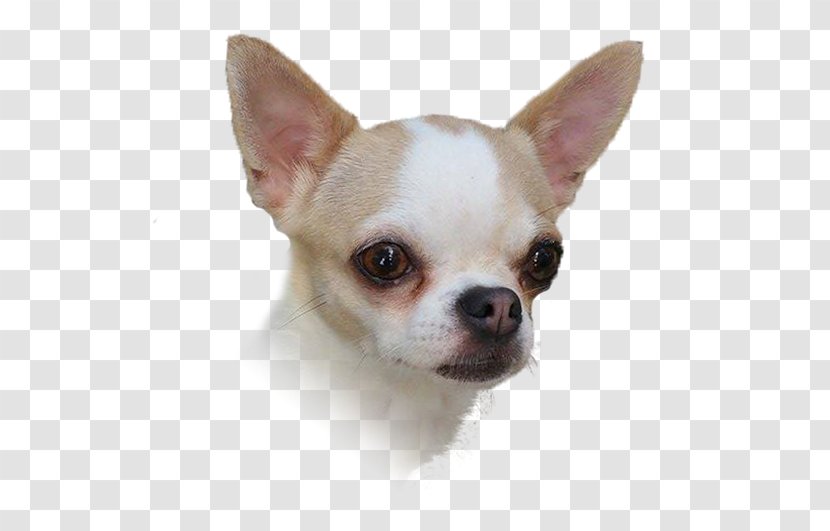 Chihuahua Puppy Dog Breed Companion Toy Transparent PNG