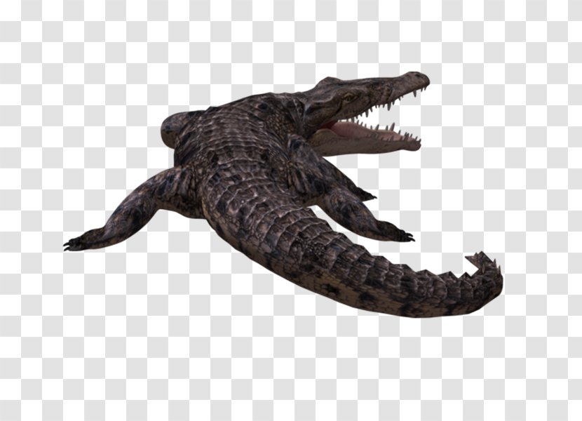 American Alligator Nile Crocodile Crocodilian Armor - Terrestrial Animal - COCODRILO Transparent PNG