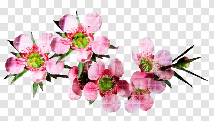 Cherry Blossom Transparent PNG