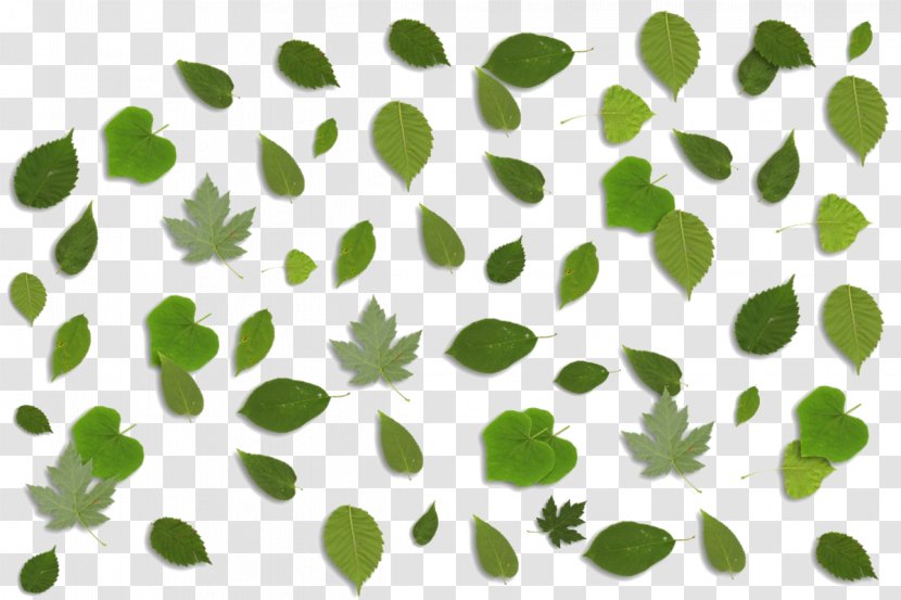 Green Illustration - Pixabay - Leaf Background Transparent PNG