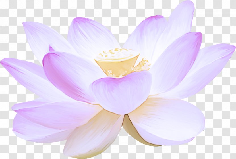 Lotus - Flowering Plant - Violet Pink Transparent PNG