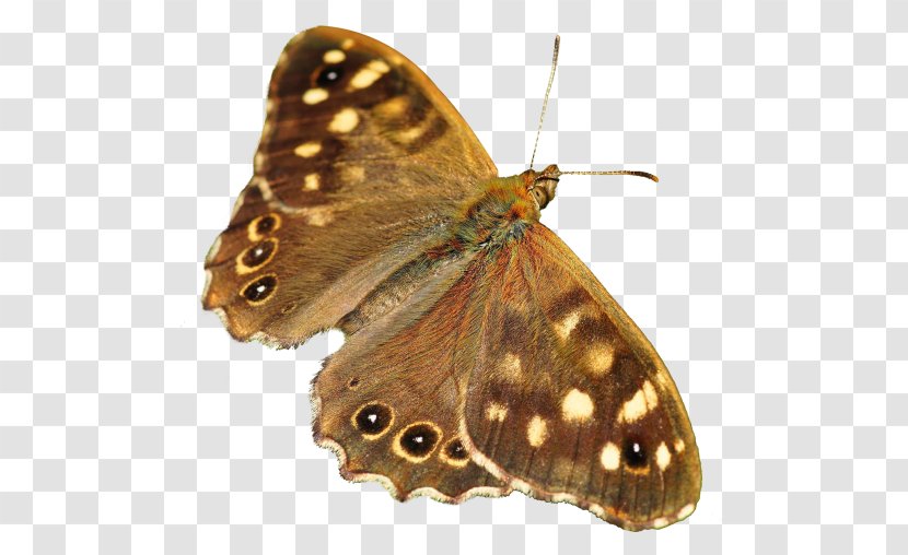 Butterfly Insect - Moths And Butterflies - Dragon Fly Transparent PNG