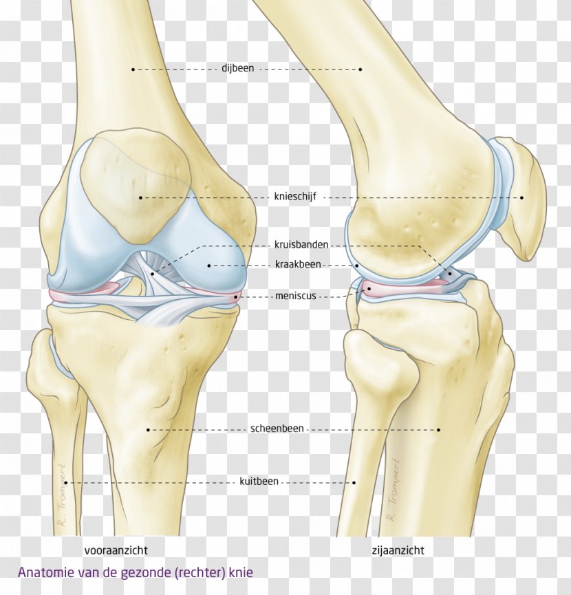 Shoulder Hip Knee Product Design Abdomen - Watercolor - Arm Transparent PNG