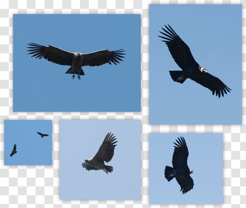 Andean Condor Bird Turkey Vulture Bald Eagle - Kite Transparent PNG
