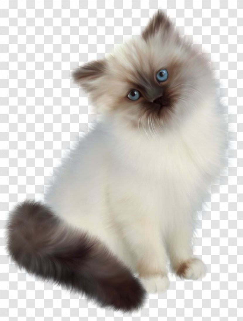 Persian Cat Ragdoll Siamese Birman Kitten - Balinese - Transparent Clipart Transparent PNG