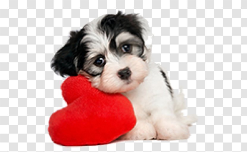 Havanese Dog Puppy Morkie Shih Tzu Valentine's Day - Animal Transparent PNG