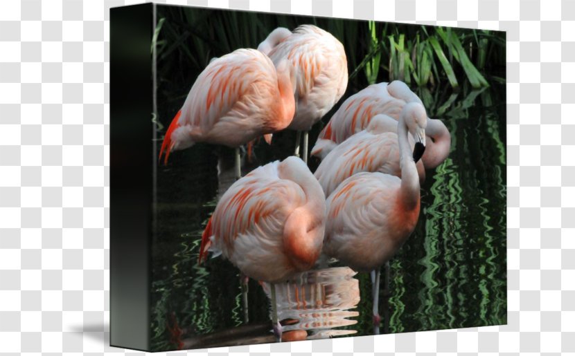 Gallery Wrap Canvas Art Beak Flamingo Dawn - Water Bird - Frame Transparent PNG