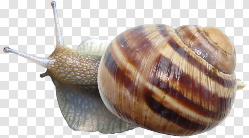Snail Icon - Invertebrate - Crawling Transparent PNG