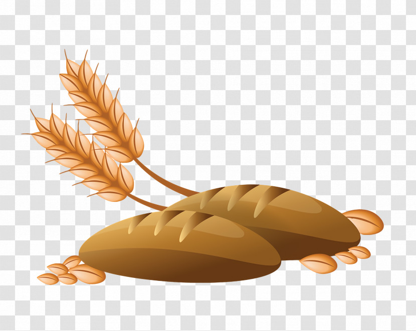 Commodity Grasses Biology Science Transparent PNG