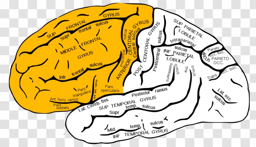 Inferior Frontal Gyrus Superior Lobe Middle - Silhouette - Brain Transparent PNG