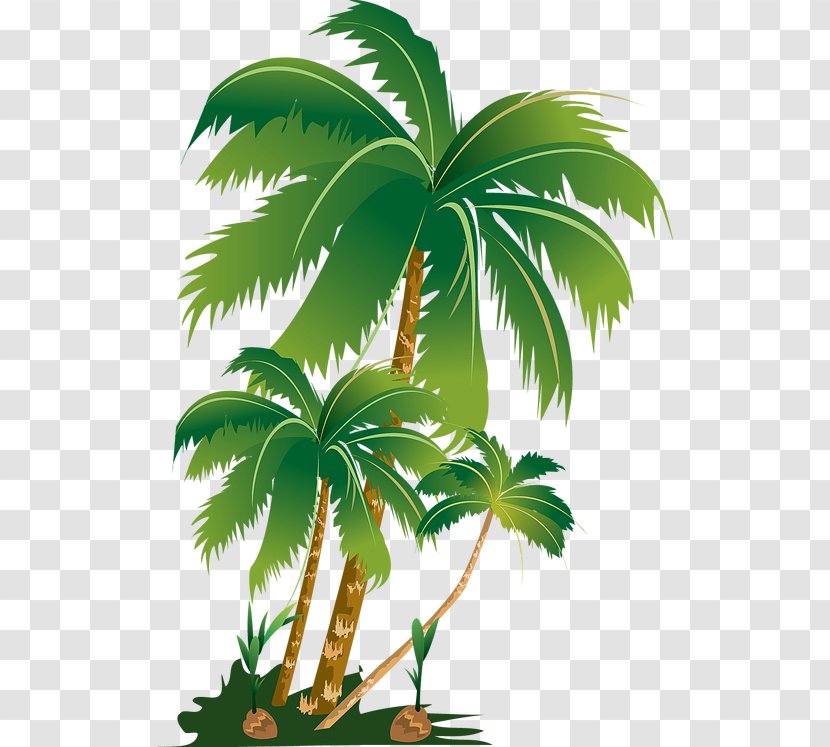 Palm Trees Clip Art Image - Leaf - Tree Transparent PNG