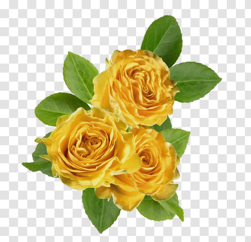 Garden Roses Cabbage Rose Floribunda Yellow Clip Art - Rosa Centifolia - Flower Transparent PNG