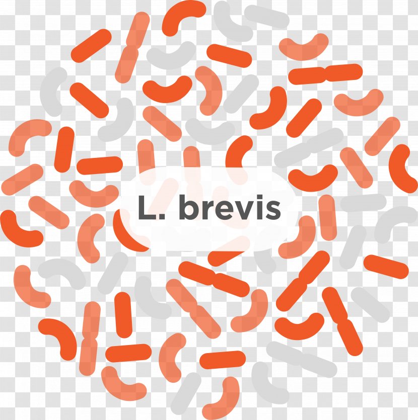 Gut Flora Bacteria Stock Photography Royalty-free Probiotic - Orange - Health Transparent PNG