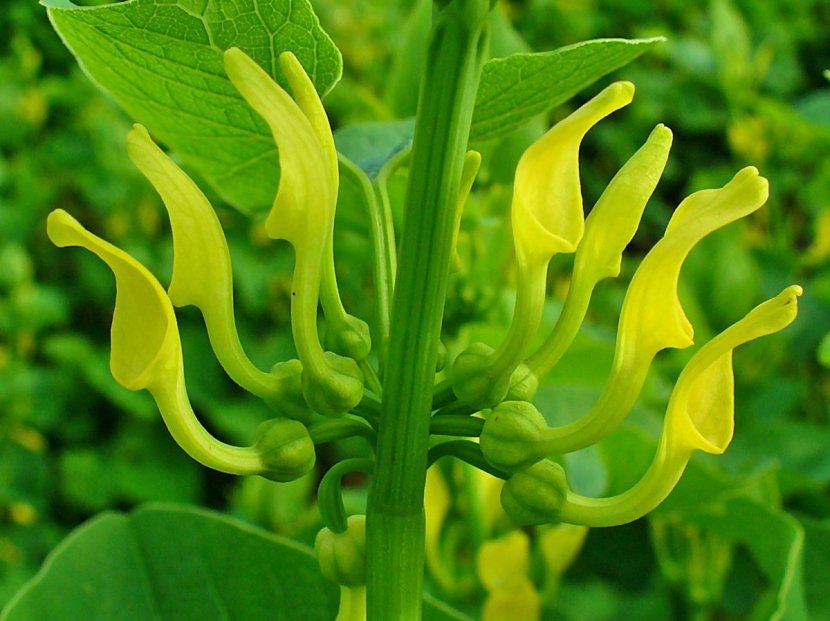 Aristolochia Clematitis Littoralis European Wild Ginger Aristolochic Acid Plant - Stem - Banana Leaves Transparent PNG