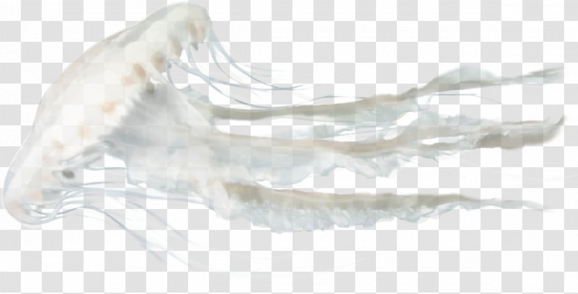 Jellyfish Sea Clip Art - Jaw Transparent PNG