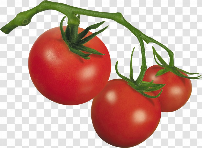 Drawing Of Family - Tomato - Flower Vegetarian Food Transparent PNG