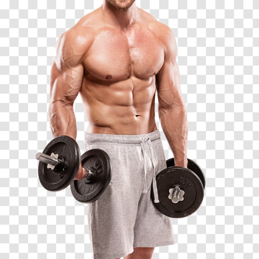 Exercise Weight Training Fitness Centre Bodybuilding Physical - Frame Transparent PNG