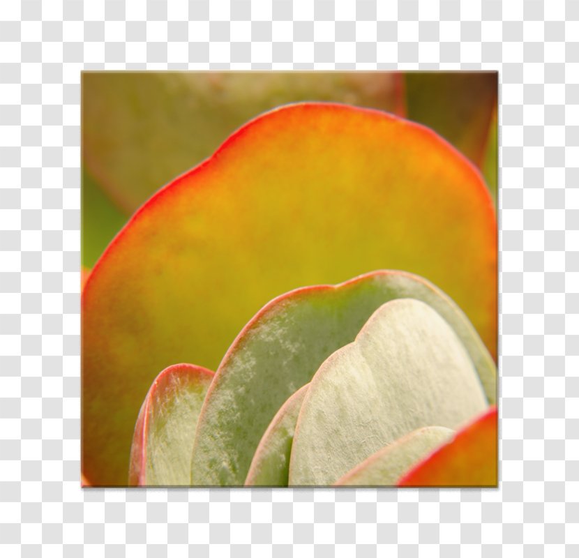 Close-up Leaf - Fruit - Soft Curve Transparent PNG