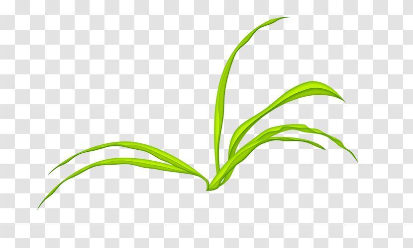 Leaf Grasses Green Tree Plant Stem - Jane Pen Grass Transparent PNG