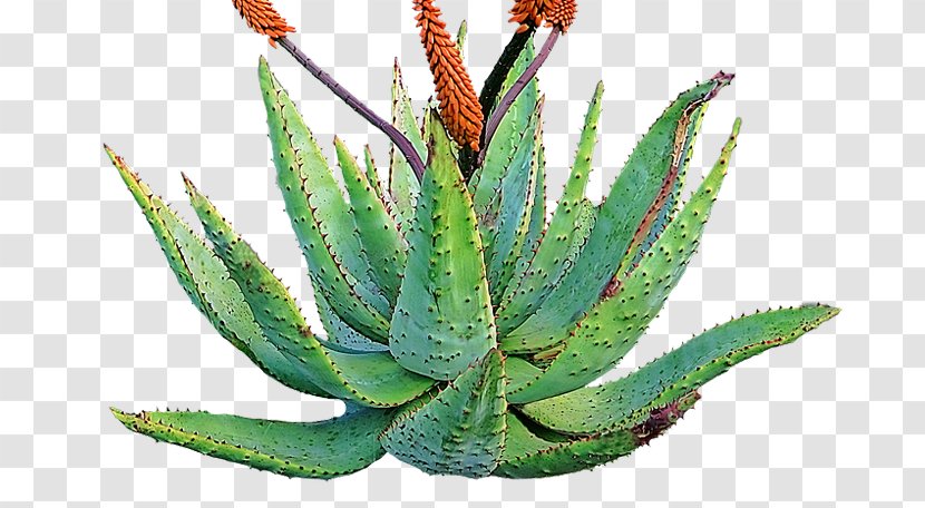 Aloe Vera Succulent Plant Plants Desert Cactus - Aloes - Barbadensis Miller Transparent PNG