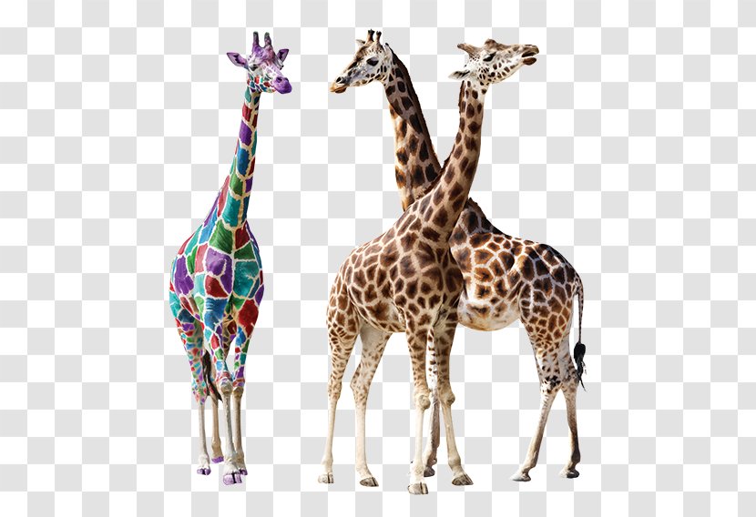 Giraffe Stock Photography - Terrestrial Animal Transparent PNG