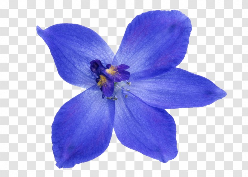 Flower Image Blue Photograph Clip Art - Violet Transparent PNG